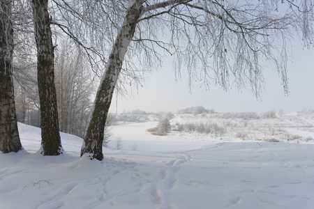 Three birch trees in the nature in winter on sunny day, with footprints on the snow near steep frozen river banksの写真素材