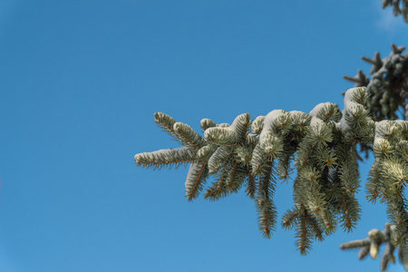 Snow covered spruce tree branch in close up against a clear sunny blue sky conceptual of Christmas, winter and the seasonsの写真素材