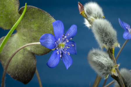 Close-up of blue Hepatica Nobilis, early blooming spring plants, shades of blue color with copy spaceの写真素材