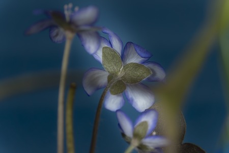 Close-up of blue Hepatica Nobilis, early blooming spring plants, shades of blue color with copy spaceの写真素材