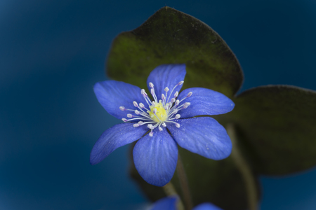 Close-up of blue Hepatica Nobilis, early blooming spring plants, shades of blue color with copy spaceの写真素材