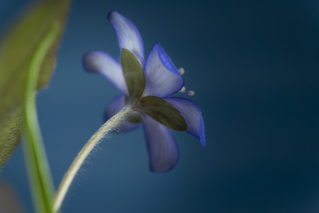 Close-up of blue Hepatica Nobilis, early blooming spring plants, shades of blue color with copy spaceの写真素材