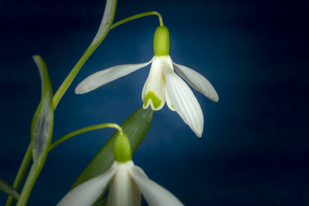 Close-up of Galanthus nivalis or common snowdrop on a blue background, early blooming spring plantsの写真素材