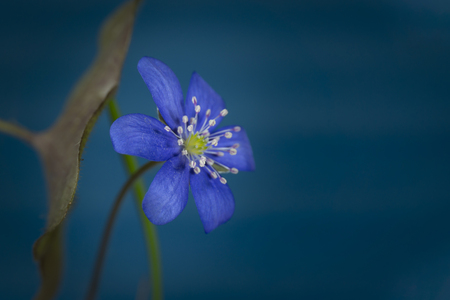 Close-up of blue Hepatica Nobilis, Anemone hepatica, common hepatica, liverwort, kidneywort, pennywort, early blooming spring plants, with free copy space for textの写真素材