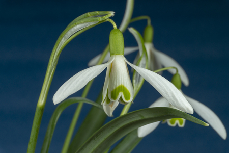 Close-up of Galanthus nivalis or common snowdrop on a blue background, early blooming spring plantsの写真素材