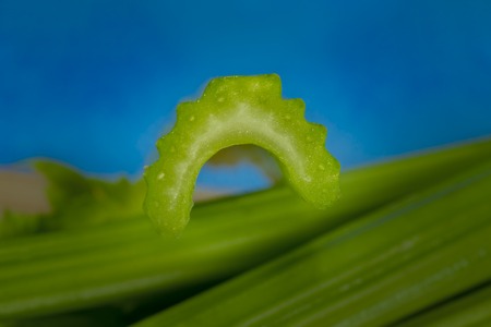 Slice and stem of celery over blue background. Healthy eating, vegetarian food, diet, dieting conceptの写真素材