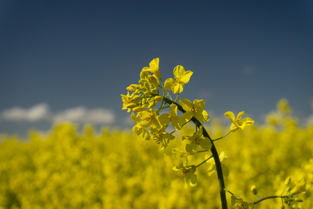 Close up on a single spike of bright yellow rape seed, canola or colza flowers growing in an...