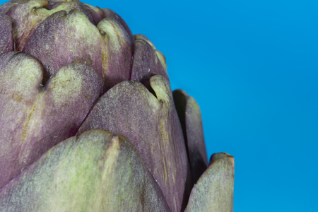 Close up of purple artichoke on blue background. Asteraceae or Compositae family of flowering plantの写真素材