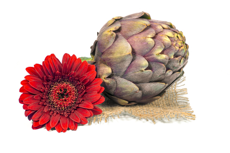 Purple fresh artichoke isolated on a white background. Asteraceae or Compositae family of flowering plantの写真素材