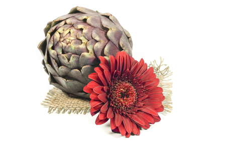 Purple fresh artichoke isolated on a white background. Asteraceae or Compositae family of flowering plantの写真素材
