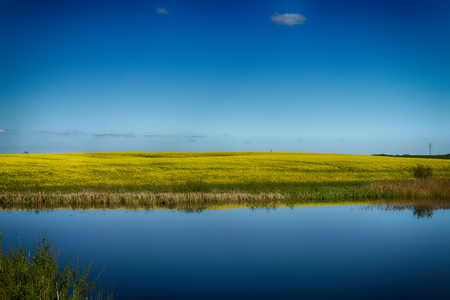 Tranquil pond with reflections of rape fields and blue sky in a picturesque rural landscapeの写真素材