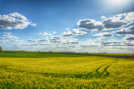 Flowering field of bright yellow rapeseed, canola or colza with tyre tracks from a farm vehicle...