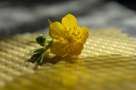 Single colorful yellow evening primrose flower on a matching yellow textured mat conceptual of honey, spring with copy spaceの写真素材