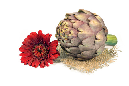 Purple fresh artichoke isolated on a white background. Asteraceae or Compositae family of flowering plantの写真素材