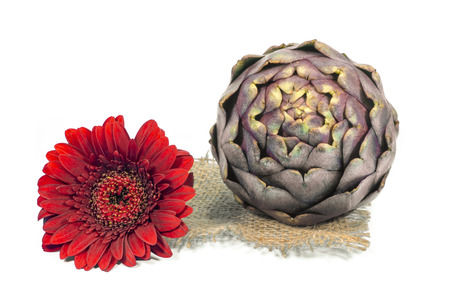 Purple fresh artichoke isolated on a white background. Asteraceae or Compositae family of flowering plantの写真素材