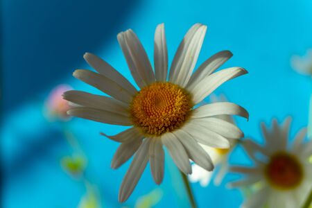 Flowering of daisies. Oxeye daisy, Moon daisy, Leucanthemum vulgare, Daisies, Dox-eye, Common daisy, Dog daisy. Close up gardening conceptの写真素材