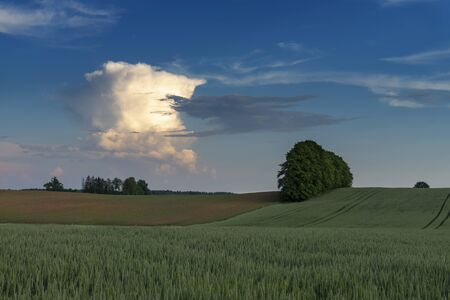 Young green cereal crop in an agricultural field at sunset with gently rolling hills and colorful clouds in a blue skyの写真素材