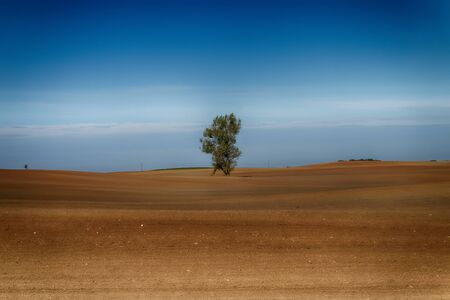 Agricultural landscape with a lone trees in the red earth of a ploughed field in spring under a hazy blue sunny skyの写真素材