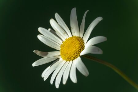 Flowering of daisies. Oxeye daisy, Moon daisy, Leucanthemum vulgare, Daisies, Dox-eye, Common daisy, Dog daisy. Close up gardening conceptの写真素材