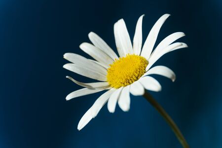 Flowering of daisies. Oxeye daisy, Moon daisy, Leucanthemum vulgare, Daisies, Dox-eye, Common daisy, Dog daisy. Close up gardening conceptの写真素材