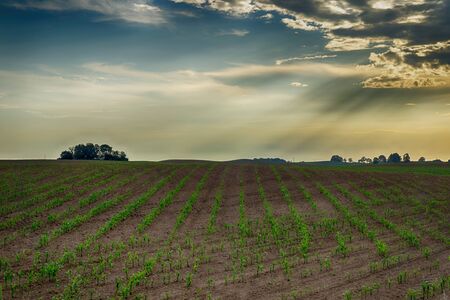 Newly planted spring crops in an agricultural field with rows of fresh green plants at sunset under a colorful sky with haze and cloudの写真素材
