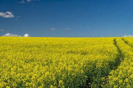 Flowering field of bright yellow rapeseed, canola or colza under a sunny blue sky and cloudsの写真素材
