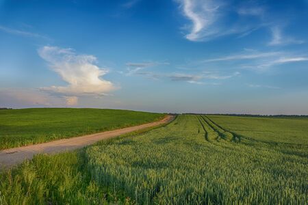 Colorful pink clouds over a green spring wheat field at sunset with a lone tree on the horizon in a rural agricultural landscapeの写真素材