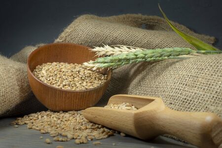 Wheat seeds spilling from a wooden scoop with ripe and fresh ears of green wheat and jute sack on a rustic wood background, healthy diet and new grain harvest concept with copy spaceの写真素材