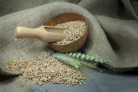 Wheat seeds spilling from a wooden bowl with ears or green and ripe golden wheat on hessian fabric in a close up view of staple foods and healthy dietの写真素材