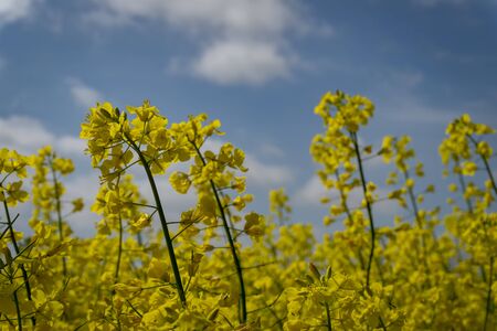 Close up on a single spike of bright yellow rape seed, canola or colza flowers growing in an...