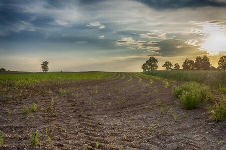 Newly planted spring crops in an agricultural field with rows of fresh green plants at sunset under a colorful sky with haze and cloudの写真素材