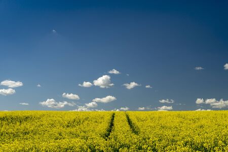 Flowering field of bright yellow rapeseed, canola or colza with tyre tracks from a farm vehicle under a sunny blue skyの写真素材