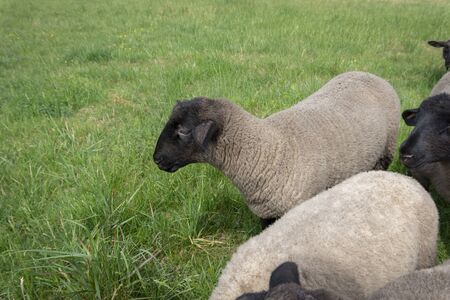 Head of a sheep viewed across the back of another in close up against a cloudy blue skyの写真素材