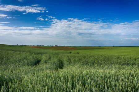 Colorful clouds over a green spring wheat field at sunset with a lone tree on the horizon in a rural agricultural landscapeの写真素材