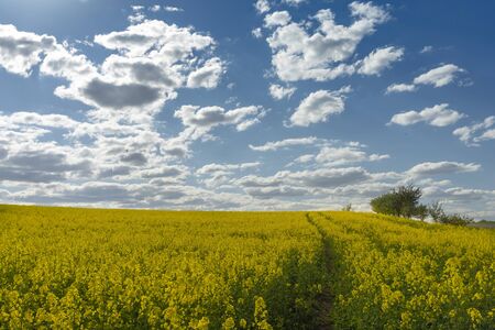 Flowering field of bright yellow rapeseed, canola or colza with tyre tracks from a farm vehicle under a sunny blue skyの写真素材