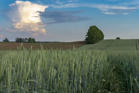 Young green cereal crop in an agricultural field at sunset with gently rolling hills and colorful clouds in a blue skyの写真素材