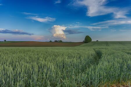 Young green cereal crop in an agricultural field at sunset with gently rolling hills and colorful clouds in a blue skyの写真素材