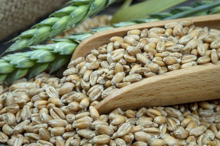 Wheat seeds spilling from a wooden scoop with ripe and fresh ears of green wheat in a close up view, healthy diet and new grain harvest concept with copy spaceの写真素材
