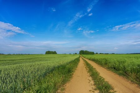 Gravel country road through farm fields passing a crop of bright yellow rapeseed or canola under a clear sunny sky in springの写真素材