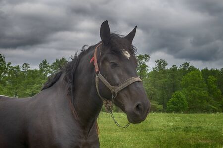 Brown horse with white blaze and halter standing in a spring meadow in a close up head shotの写真素材