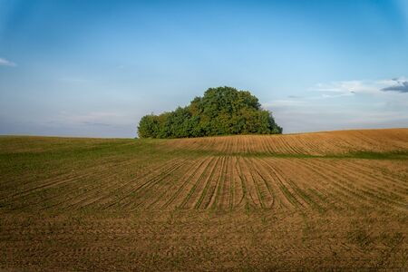 Newly planted spring crops in an agricultural field with rows of fresh green plants at sunset under a colorful sky with haze and cloudの写真素材
