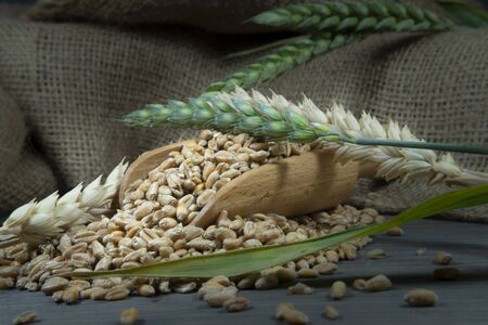 Wheat seeds spilling from a wooden scoop with ripe and fresh ears of green wheat and jute sack on a rustic wood background, healthy diet and new grain harvest concept with copy spaceの写真素材