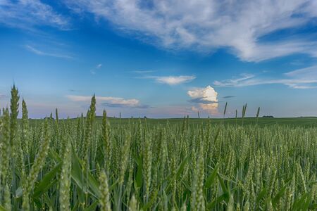 Colorful pink clouds over a green spring wheat field at sunset with a lone tree on the horizon in a rural agricultural landscapeの写真素材