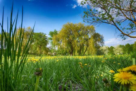 Lush green spring meadow with dandelions and a view to distant woodland trees under a sunny blue sky in a low angle viewの写真素材