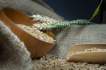 Wheat seeds spilling from a wooden bowl with ears or green and ripe golden wheat on hessian fabric in a close up view of staple foods and healthy dietの写真素材