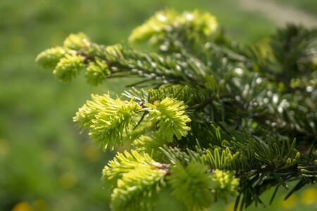 Fresh green needles sprouting at the end of a branch on a conifer in spring symbolic of the seasons in a close up detailed viewの写真素材