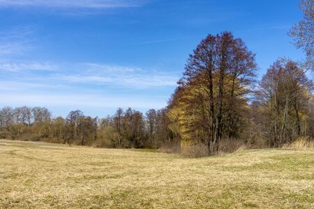 Scenic rural landscape of an open grassy country field with bare trees in autumn or winter under a sunny blue skyの写真素材