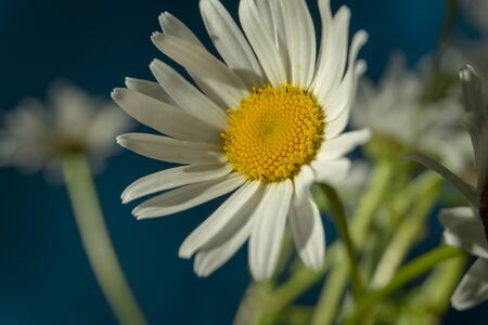 Flowering of daisies. Oxeye daisy, Moon daisy, Leucanthemum vulgare, Daisies, Dox-eye, Common daisy, Dog daisy. Close up gardening conceptの写真素材