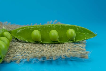 Fresh harvest green pea pods on hessian fabric in a close up view on blue backgroundの写真素材