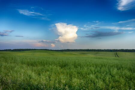 Green pasture with rolling hills at sunset with colorful pink clouds in a blue sky and a copse of woodland trees on the horizonの写真素材